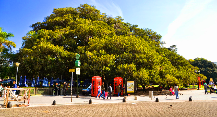 Árvore mais antiga de Buenos Aires