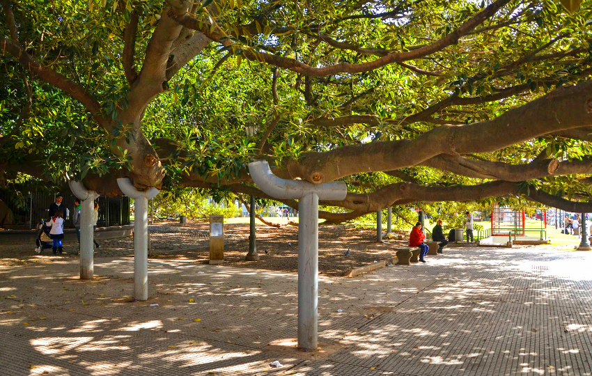 Árvore mais antiga de Buenos Aires