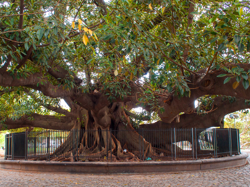 A árvore mais antiga de Buenos Aires